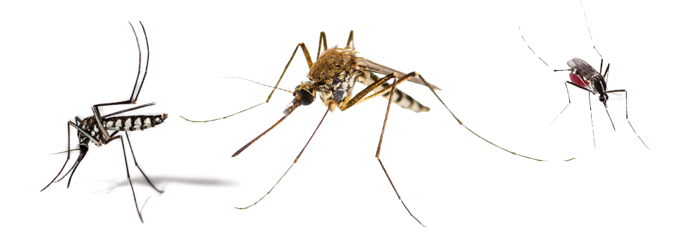 Die Stechmücken der Gattungen ­Aedes und Culex gehören inzwischen zu den wichtigsten Vektoren in unseren Breiten.