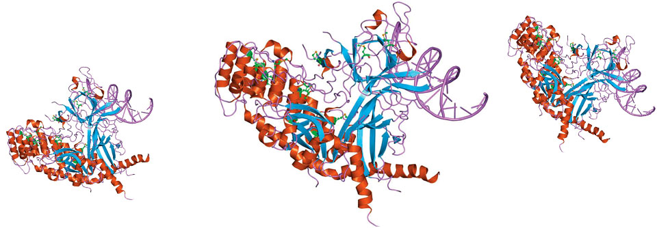 Das Transmembranprotein „lymphocyte-acti­vation gene 3“, kurz LAG-3, gehört zu den Immunglobulinen und beeinflusst die T-Zellfunktion.
