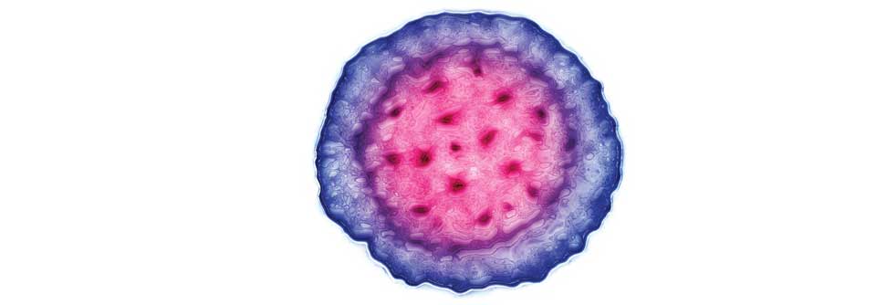 Das Hepatitis-B-Virus hat einen Durchmesser von ca. 22 nm und ist nur schwer wieder loszuwerden.