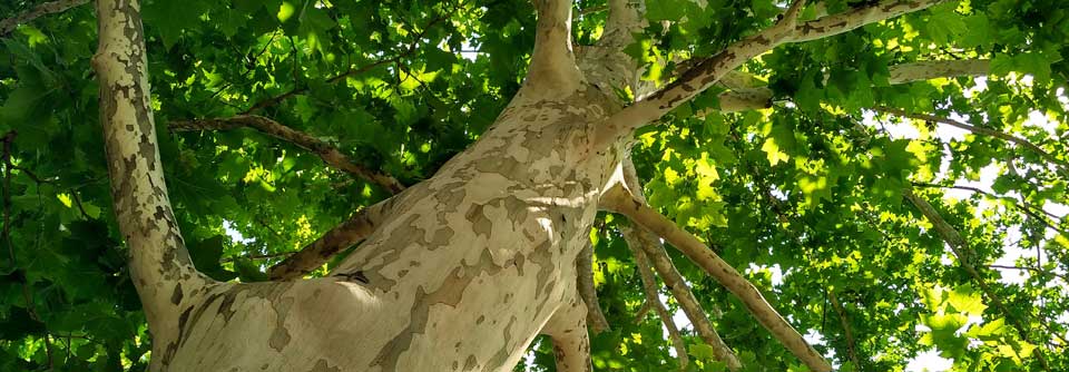 Die Trichome der Platane dienen als Biofilter für Luftschadstoffe, können aber auch allergieartige Symptome hervorrufen. Bei entsprechender Wetterlage sollte man die Nähe der Bäume meiden.