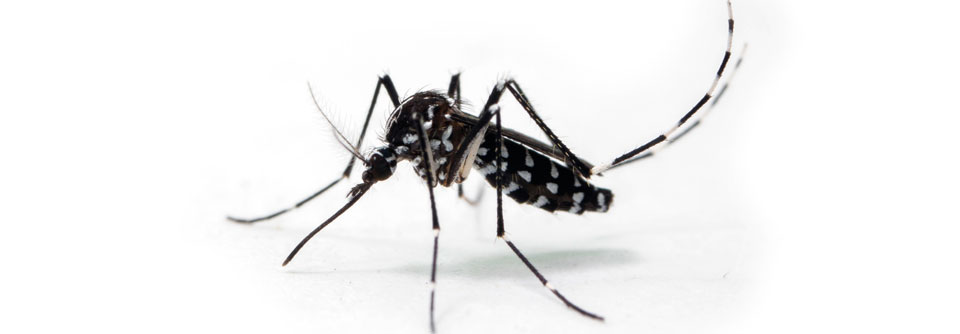 Die asiatische Tigermücke Aedes albopictus gilt als wichtiger Überträger des Denguefiebers. Sie ist in Europa auf dem Vormarsch.
