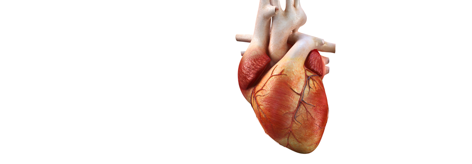 Rund 40 % der Patienten mit einer hypertrophen Kardiomyopathie entwickeln eine progressive Herzinsuffizienz.