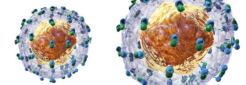 Das Hepatitis-C-Virus dockt u.a. an den LDL-Rezeptor.