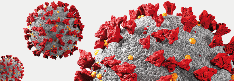 Virionen von SARS-CoV-2 ­haben einen Durchmesser von 80–140 nm. Mit rund 30 Kilo­basen besitzen sie das größte ­bekannte Genom von RNA-Viren.