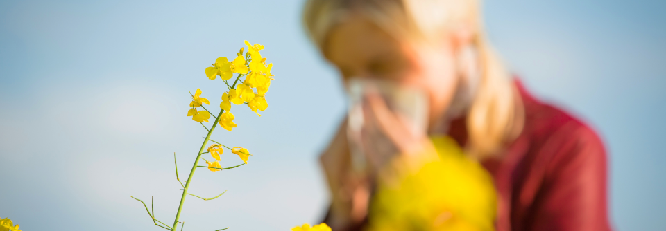 Die Kombination von Pollenbelastung und erhöhtem Ozon führte bei den Allergiker zu einer deutlichen Zunahme der nasalen Symptome, z.B. Fließschnupfen.