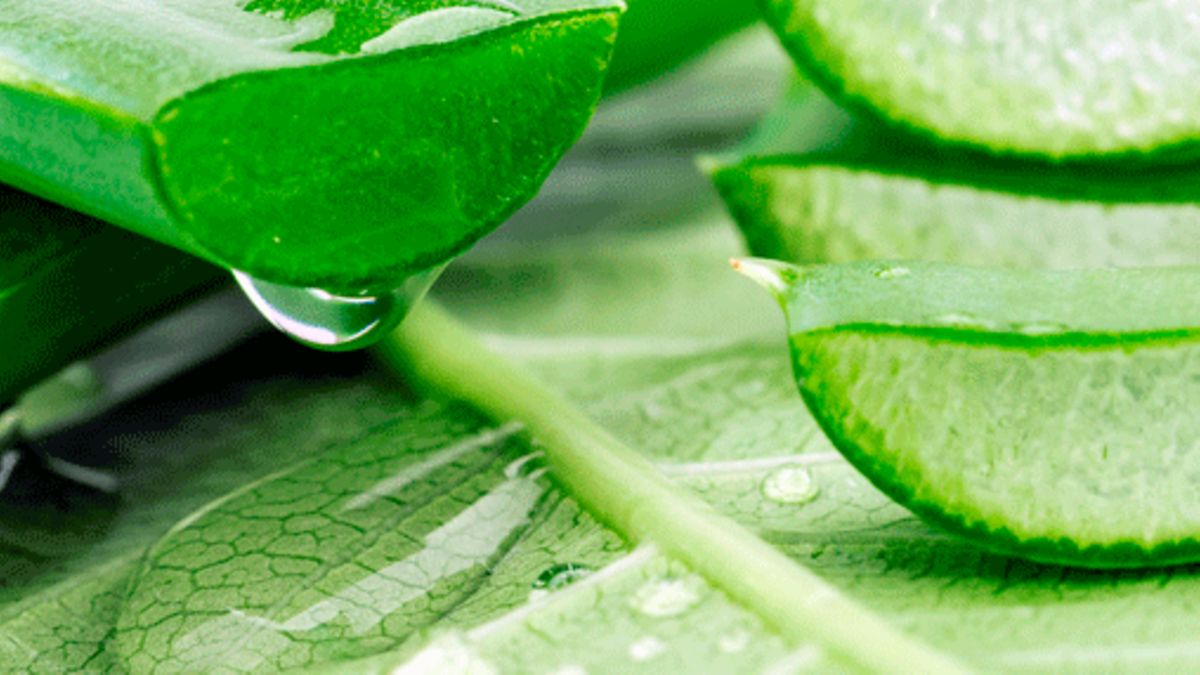 Aloe ra: Pflanzen-Gel lindert Psoriasis, Diabetes und Genitalherpes
