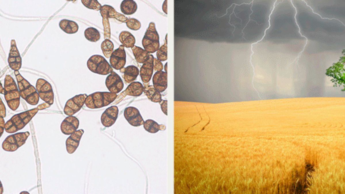 Atemnot nach Sommergewitter deutet auf eine Pilzsporenallergie