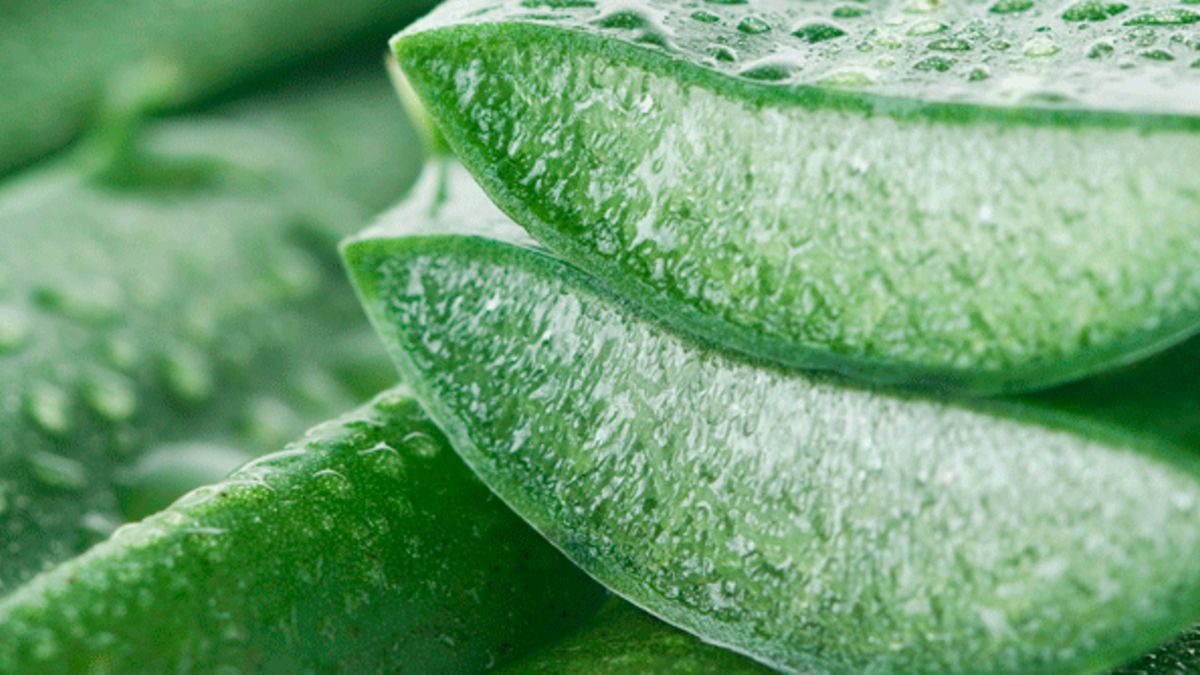 aloe vera and oil for hair Oil Mist con Aloe Vera