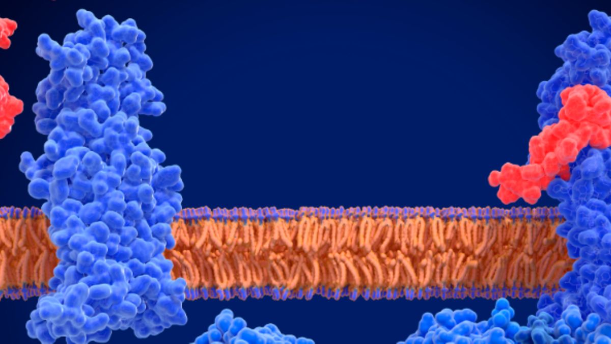 glp 1 antagonists Schematic illustration of monoagonists, dual agonists and triple