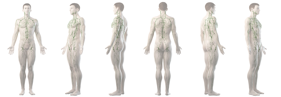 Studien deuten auf eine effektive Behandlung von Mantelzell-Lymphomen mit CAR-T-Zellen bei akzeptabler Toxizität hin.