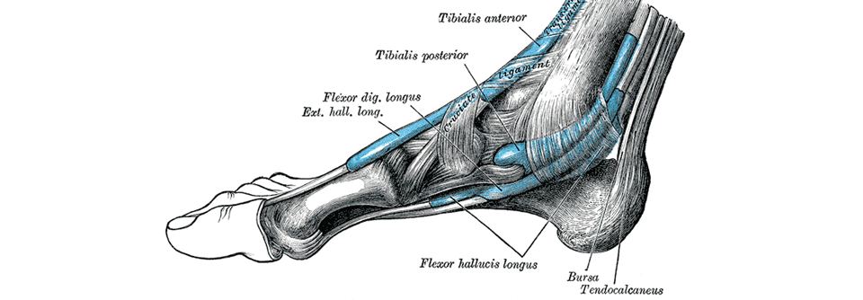 Zwischen Retinaculum flexorum und Talus liegt der Tarsaltunnel.