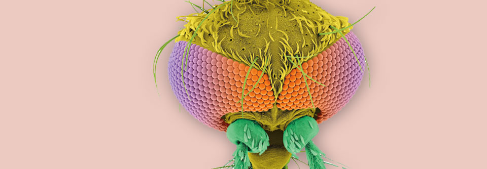 Das West-Nil-Virus wird vor allem durch die Gemeine Hausstechmücke übertragen.