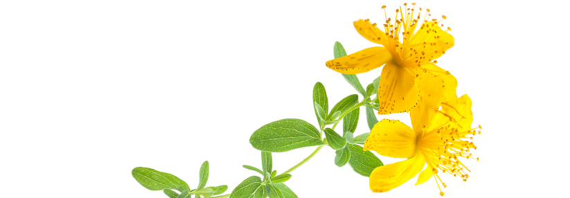 Breiter Wirkansatz: Effekte auch auf Neuroinflammation Das pflanzliche Antidepressivum ist ein hochdosierter Johanniskraut-Extrakt.
