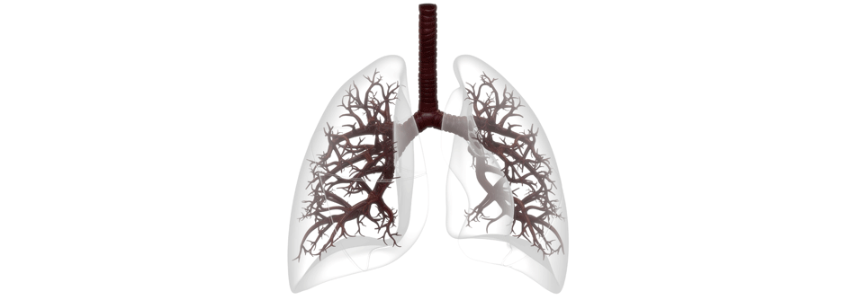 Knistert die Lunge unterm Stethoskop wie ein Klettverschluss, dann deutet das auf eine interstitielle Lungenerkrankung hin.