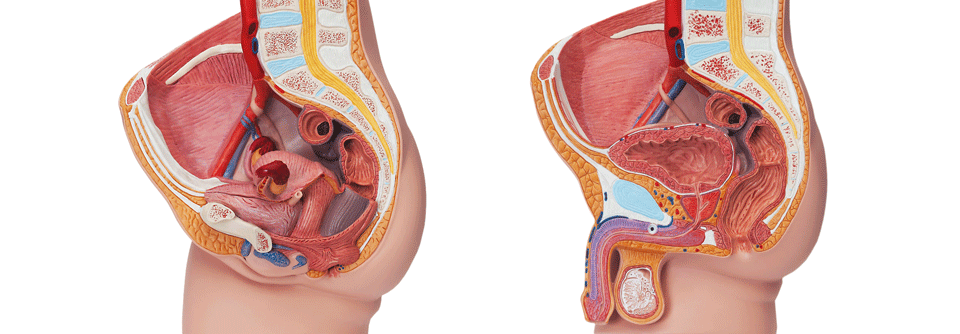 Die Skene-Drüse der Frau könnte das anatomische Gegenstück zur männlichen Prostata sein.