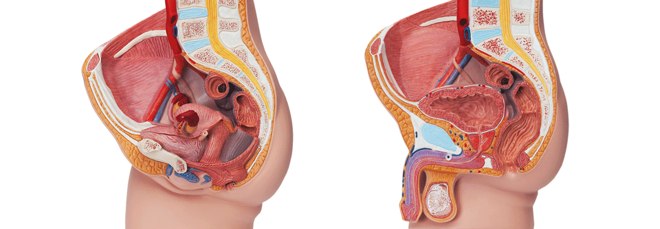 Auch Frauen haben eine Prostata! Die Skene-Drüse der Frau könnte das anatomische Gegenstück zur männlichen Prostata sein.