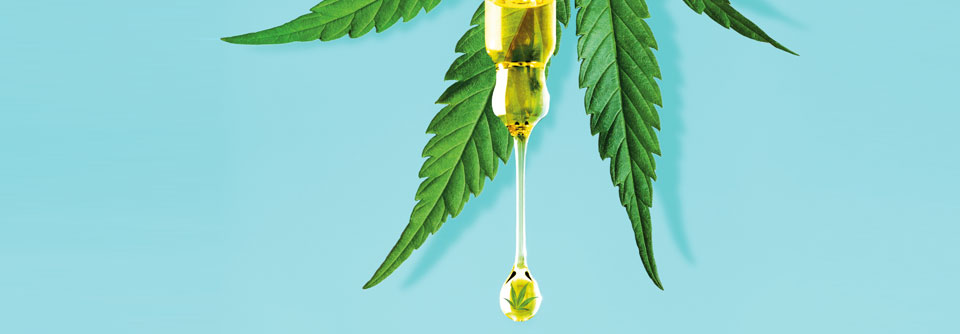 CBD-Öl wird aus der weiblichen Cannabispflanze gewonnen. Im Gegensatz zum THC hat CBD keine psychotropen Effekte. 