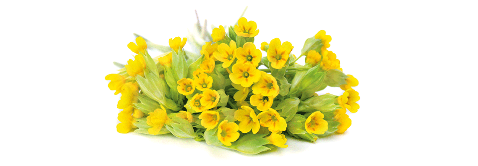 Herz und Kreislauf aufblühen lassen
Wirkstoffe aus Pflanzen wie beispielsweise der Schlüsselblume können zur Herz-Kreislauf-Gesundheit beitragen.