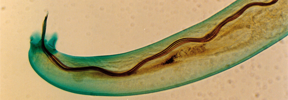 Die Männchen der Spezies A. cantonensis verfügen über eine Art Stachel, mit dem sie die Vagina der weiblichen Tiere öffnen.
