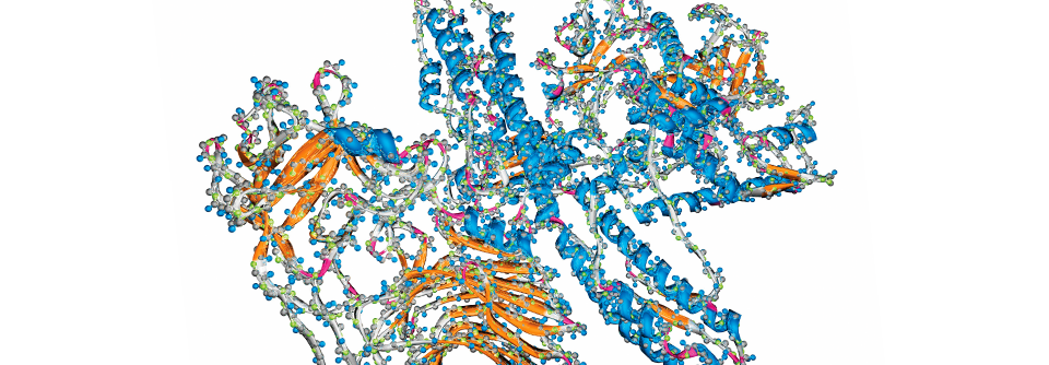 Je mehr und je häufiger Botulinumneurotoxin injiziert wird, desto eher bilden sich neutralisierende Antikörper.