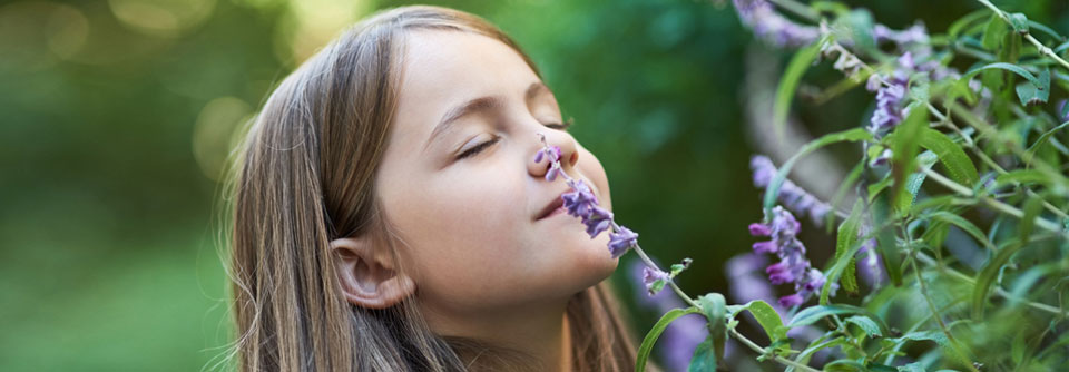 Lavendel riecht nicht nur gut, sondern beruhigt auch kleine Patienten mit Schmerzen.