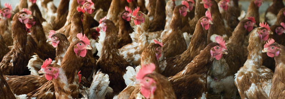 Bei der Massenhal­tung von Puten und Hühnern werden zu über 40 % Reserve­antibiotika eingesetzt.