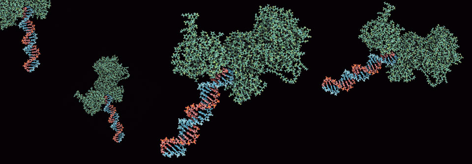 Die Poly(ADP-Ribose)-Polymerasen binden an DNA-Brüche, um sie zu reparieren. PARP-Hemmer unterbinden dies.