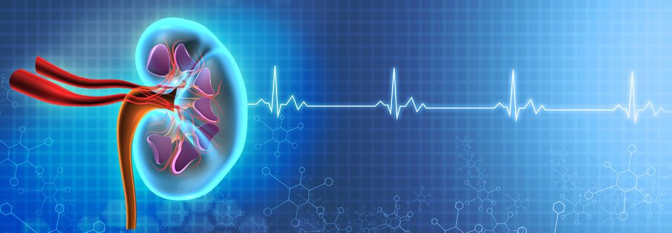 Nicht selten werden bei Diabetespatienten die Nieren in Mitleidenschaft gezogen und auch das Herz muss geschützt werden.