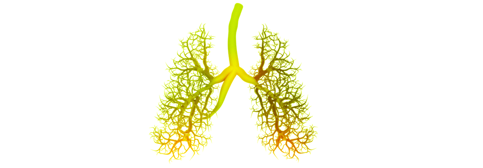 Mithilfe von Antikörpern kann das Atemwegsremodeling scheinbar rückgängig gemacht werden.