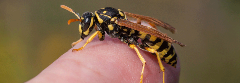 Wespen gelten als aggressiver als Bienen, starten ihre Rundflüge später im Jahr und sind auch bei schlechtem Wetter unterwegs.