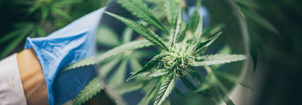 Obwohl bereits zu medizinischen Zwecken legal verfügbar, greifen immer noch viele CED-Patienten auf Cannabis vom Schwarzmarkt zurück.