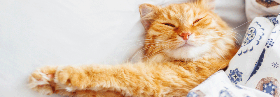 Jeder zweite Katzenhalter lässt das Tier ins Bett. Hohe Allergenkonzentrationen sind die Folge.