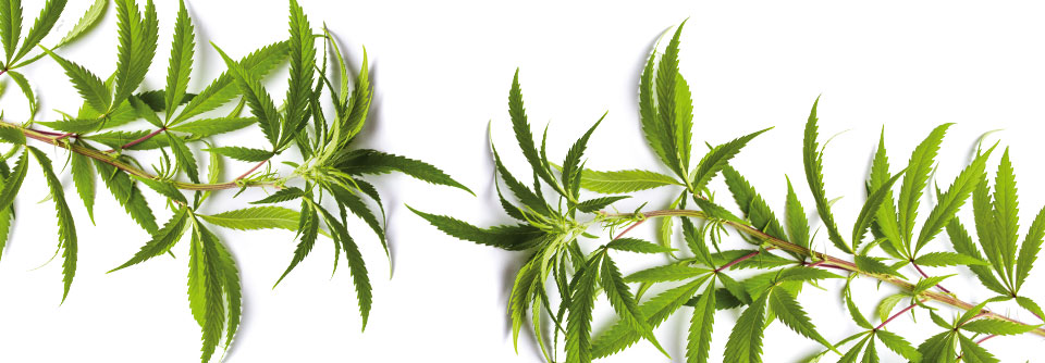 Der selektivere Anbau von Cannabis führt zu höheren THC-Konzentrationen in den Endprodukten.