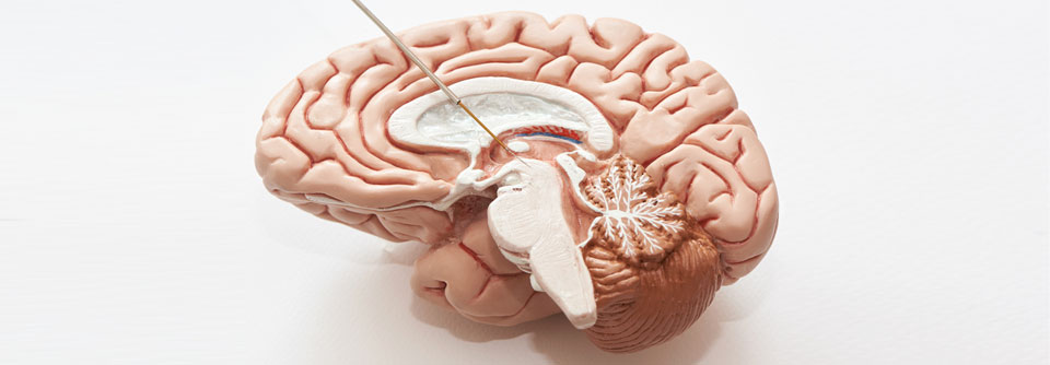 Die tiefe Hirnstimulation wird vor allem bei Parkinson-Patienten angewendet.