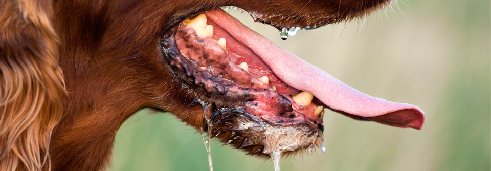 Charakteristischerweise weisen die infizierten Tiere u.a. einen vermehrten Speichelfluss auf. 