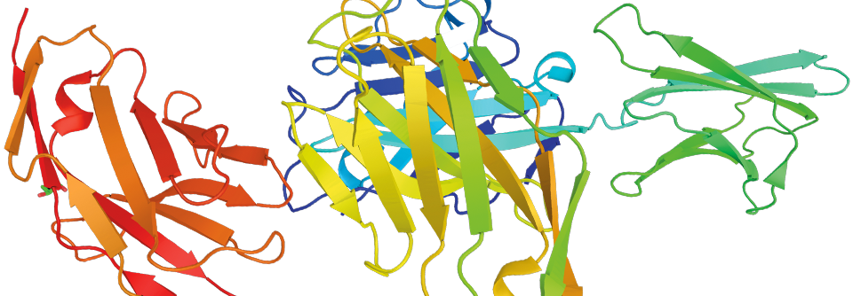 PD1 – programmed cell death protein 1 – ist ein Oberflächen­molekül und wird von seinem Liganden PD-L1 aktiviert. Damit wird eine Immun­antwort gehemmt.