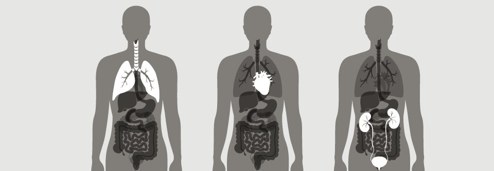 Obwohl Lunge, Herz und Nieren eigenständige Organe sind, können sie nicht unabhängig voneinander betrachtet werden.