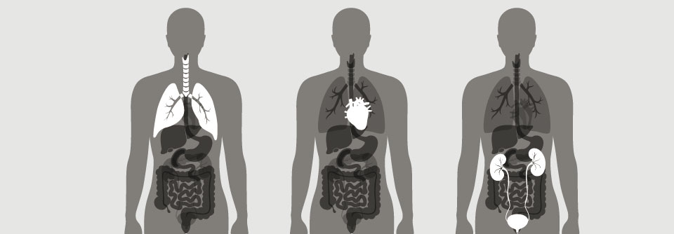 Wie COPD, Schlafapnoe und Hyperkapnie das kardiorenale System steuern
Obwohl Lunge, Herz und Nieren eigenständige Organe sind, können sie nicht unabhängig voneinander betrachtet werden.