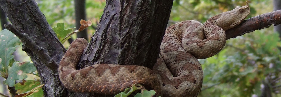Auch in Europa lassen sich gefährliche Schlangenarten wie die Hornviper finden.