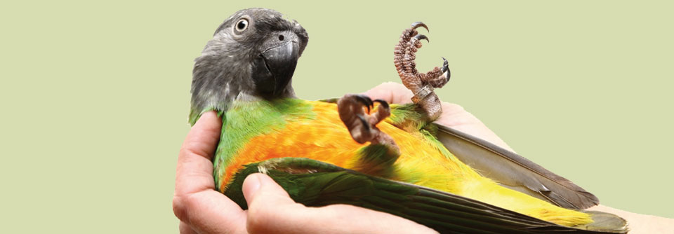 Mehr als 100 Exemplare dieser Papageienart lebten bei einem Patienten. ­Außerdem züchtete er Hühner und Wachteln.