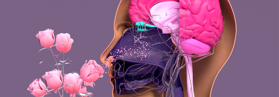 Patienten mit chronischer Rhinosinusitis (CRS, mit und ohne Polypen), bei denen eine konservative Therapien nicht zur Besserung führt, kann möglicherweise eine chirurgische Intervention helfen. 