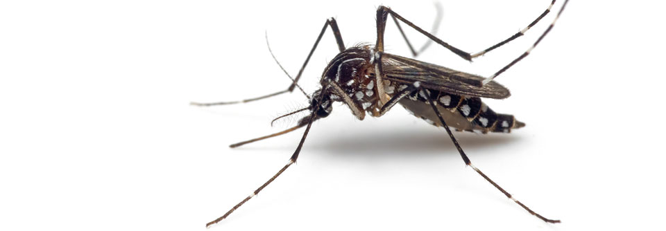 Die Viruslast im Speichel der Gelbfiebermücken reduzierte sich deutlich.