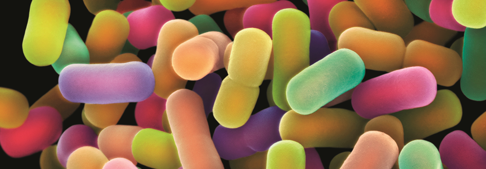 Lactobacillus plantarum im Elektronenmikroskop. Die Stäbchenbakterien kommen einzeln oder in Paaren vor.
