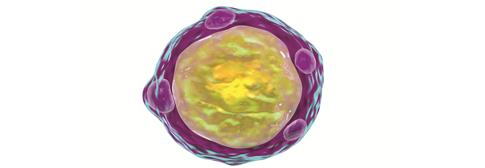 Der blasenförmige Darmparasit Blastocystis hominis ist etwa 10 µm groß.
