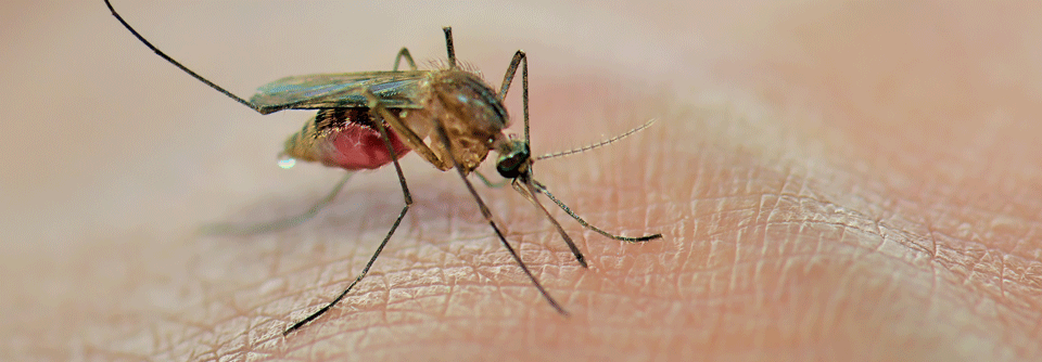 Schon kleine Verletzungen durch Injektionen oder Insektenstiche können die Bildung eines Pyoderma gangraenosum in Gang setzen.