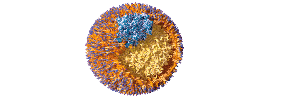 Struktur eines LDL-Partikels. Violett: Cholesterol, gelb: Chol­esterolester und Tri­glyzeride, orange und 
blau: Phospholipide. 