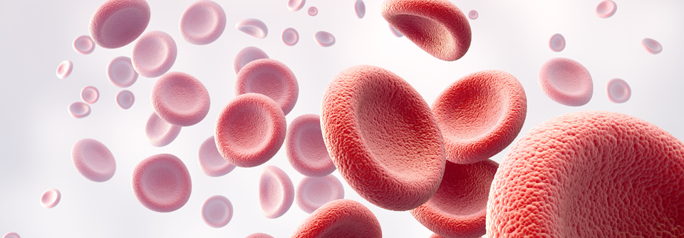 Durch die Mutation sterben die roten Blutkörperchen zu früh ab.