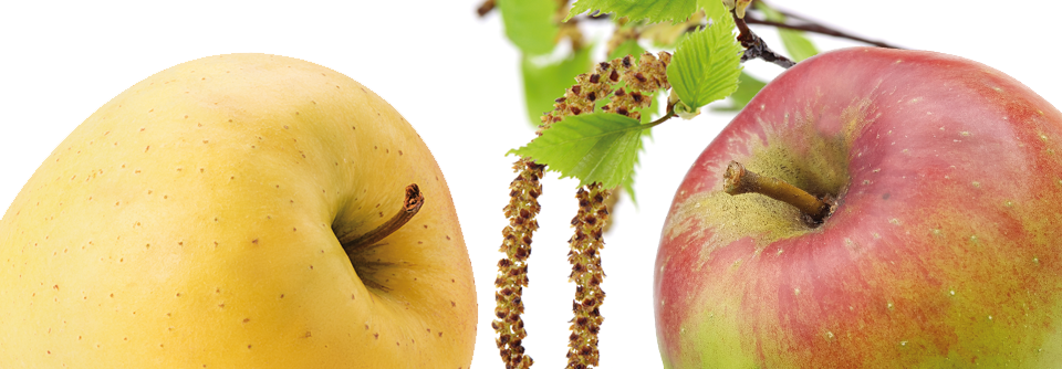 Apfel ist nicht gleich Apfel: Alte Sorten wie der Kaiser Wilhelm Apfel (r.) werden häufiger vertragen als Golden Delicious (l.). Was das Birkenallergen Bet V1 angeht, gehören Nordeuropäer zu den Sensibelchen.
