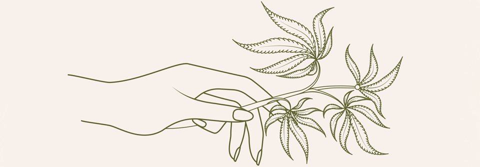 Tilray bringt hochkonzentrierten, balancierten Cannabisextrakt auf den Markt Benötigt eine Patientin oder ein Patient höhere Dosen, besteht problemlos die Möglichkeit der Umstellung, um die Wirkstoffmenge entsprechend aufzudosieren.