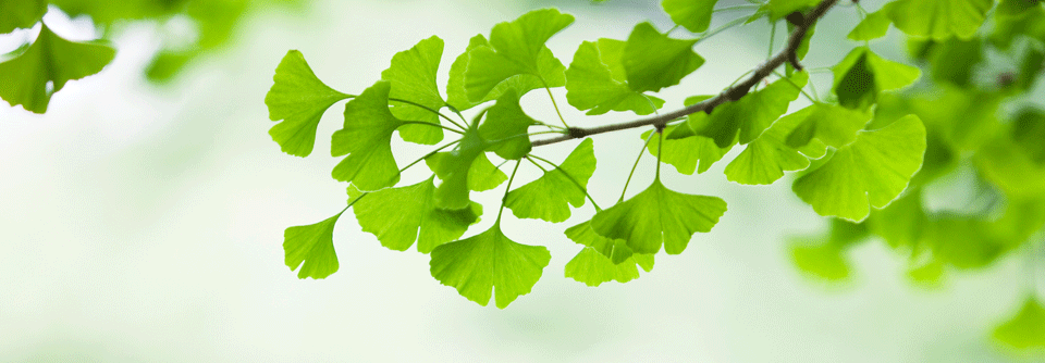 Mehr als zwei Verordnungen von Ginkgo-Präparaten waren mit einer auf 71 % reduzierten Demenzinzidenz verbunden.